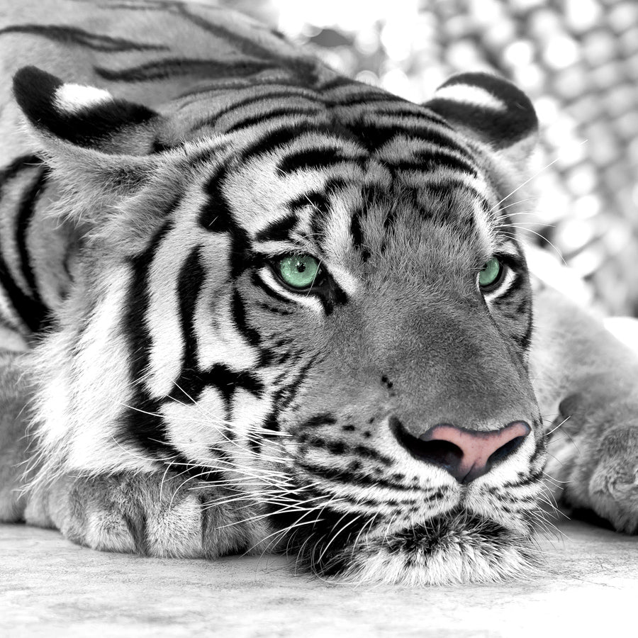 Papier peint panoramique tigre blanc majestueux - Pure Panoramique